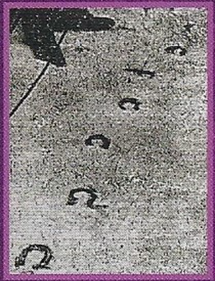 Jersey Devil Back Image