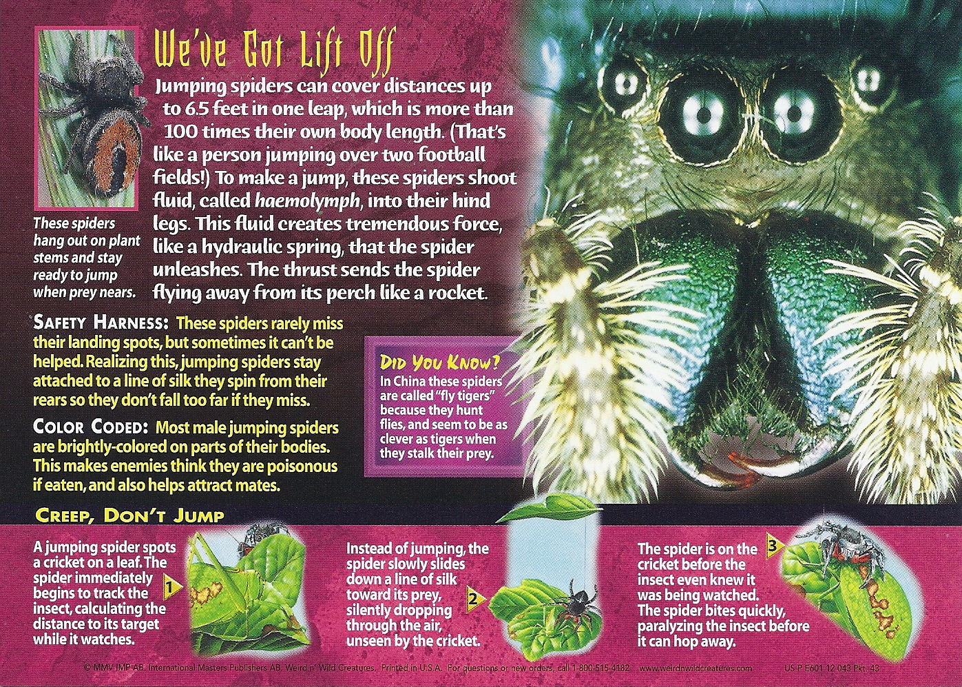 Leap Into the World of Jumping Spiders - Science Friday