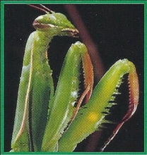 Praying Mantis Back Image