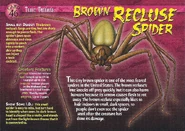 Brown Recluse Spider front.jpg (1.4 MB) Brown Recluse Spider