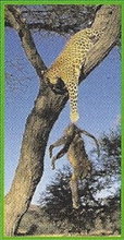 Leopard Back Image