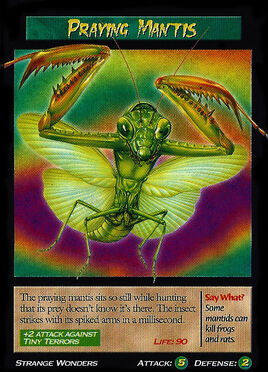 Praying Mantis