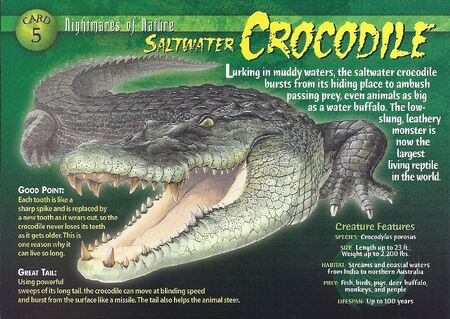 Saltwater Crocodile front