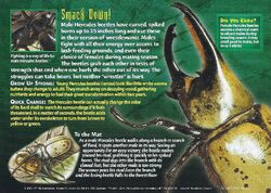 Hercules Beetle back