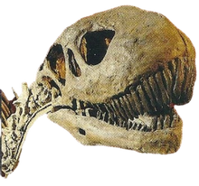 Shunosaurus Back Image