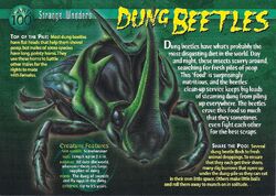 Dung Beetles front