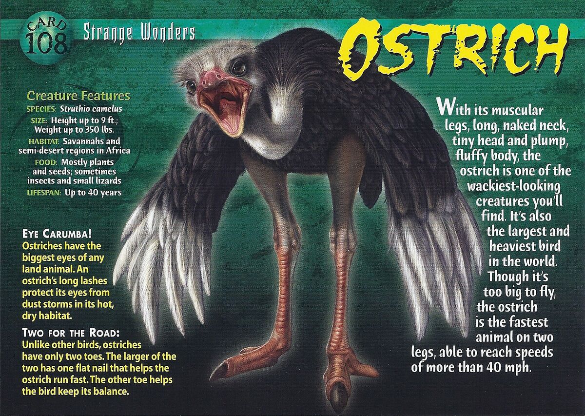 Ostrich | Weird n' Wild Creatures Wiki | Fandom