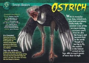 Ostrich front.jpg (1.3 MB) Ostrich