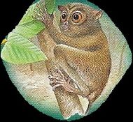 Tarsiers 1