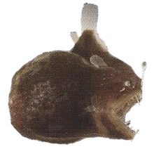Blackdevil Anglerfish Back 2