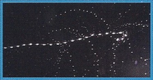 Giant Siphonophore Back Image