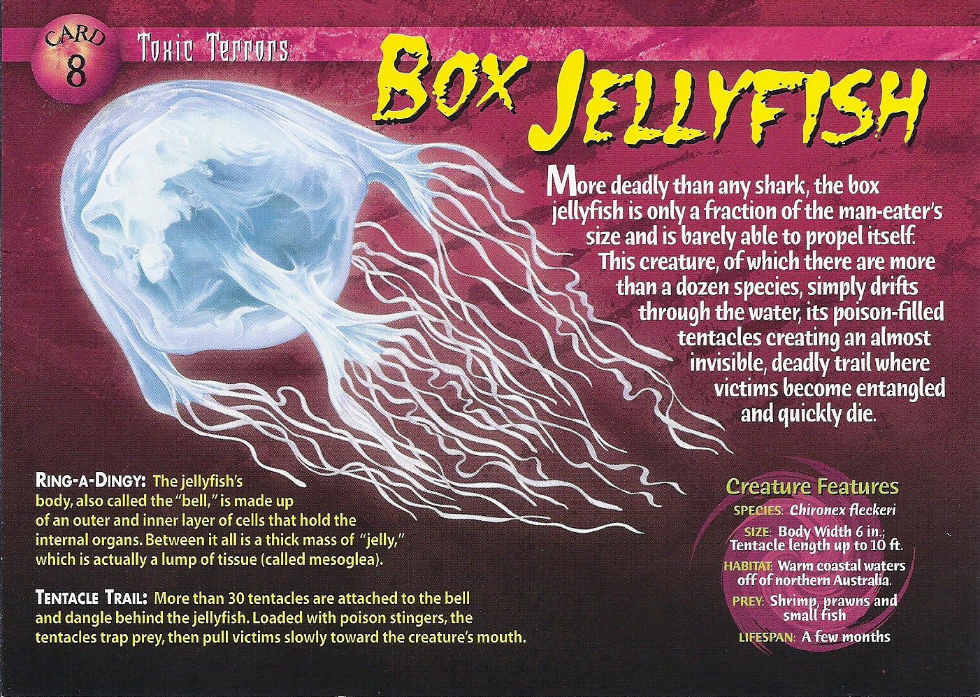 Box Jellyfish | Weird n' Wild Creatures Wiki | Fandom