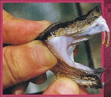Fer-de-Lance Back Image