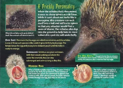 echidna　 Amazon.com: Wild Republic Pocketkins Eco Echidna, Stuffed Animal