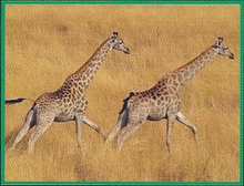 Giraffe Back Image