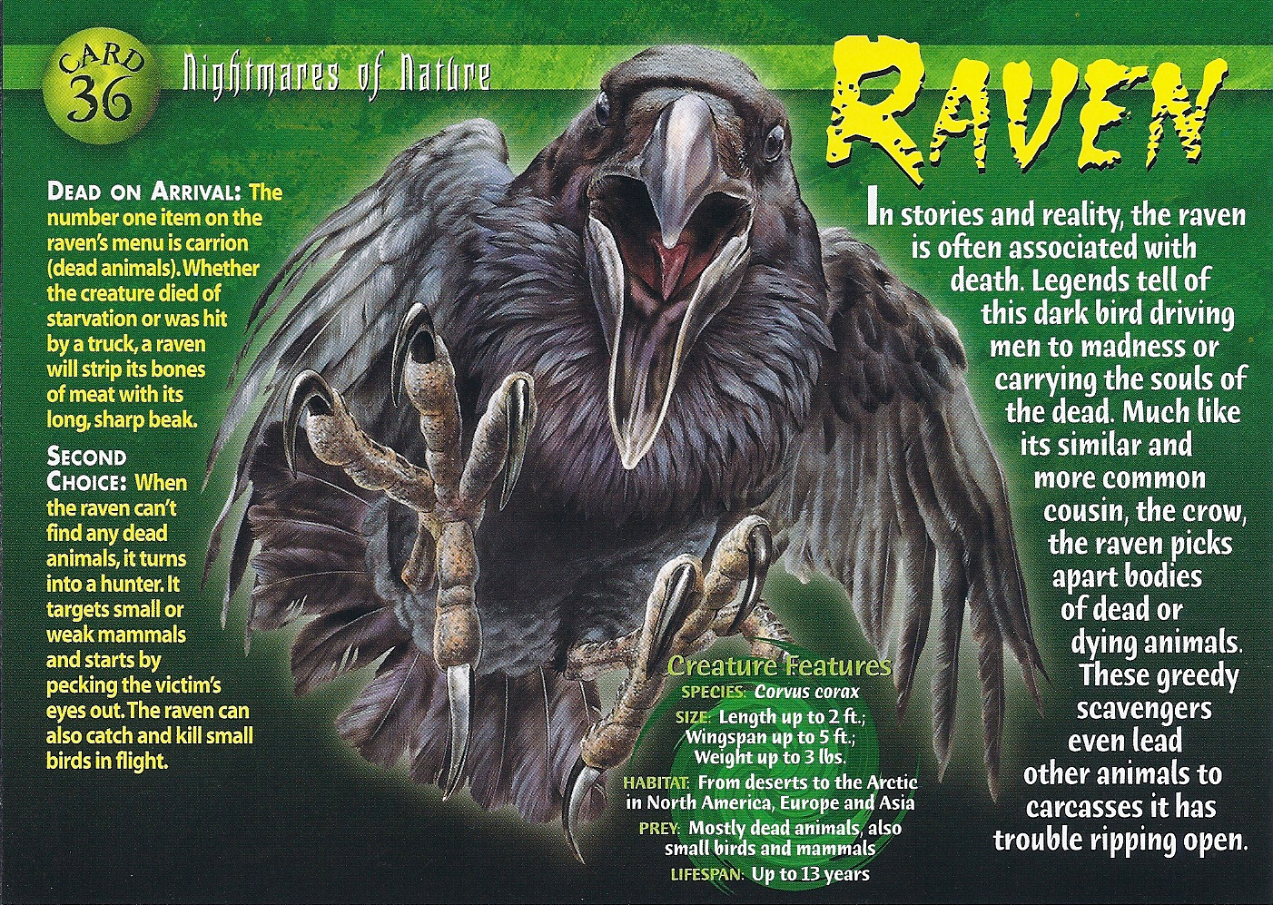 13 Surprising and Spooky Raven Facts – Chirp Nature Center