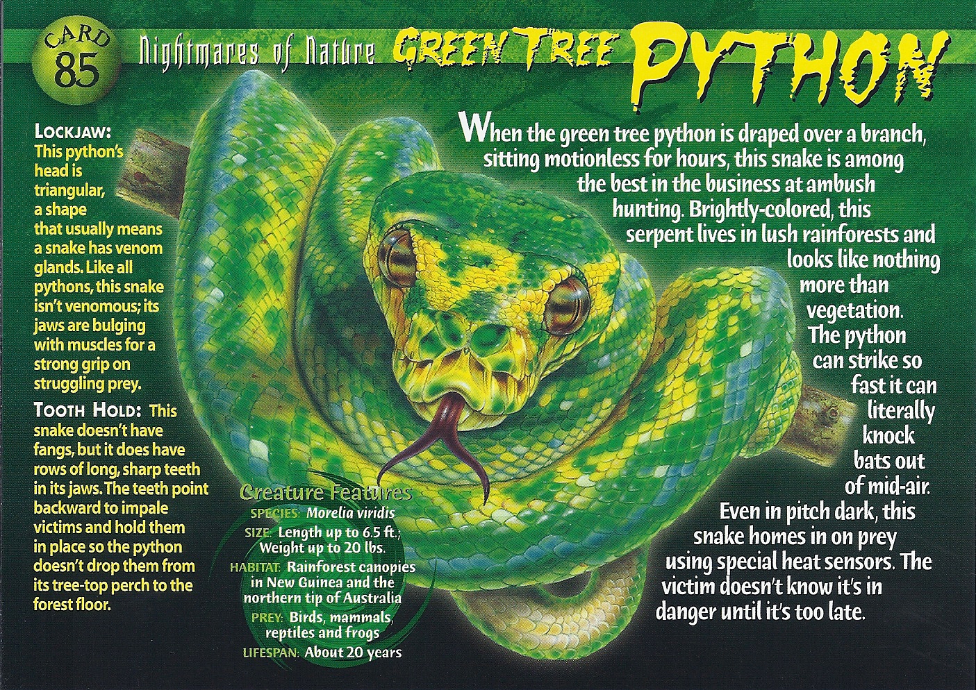 Green Tree Python — Green Tree Python Serpentovirus (NidoVirus)