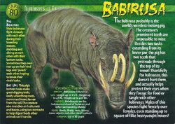 Babirusa front