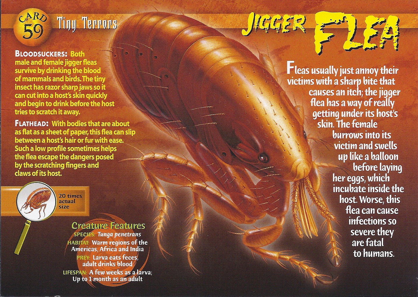 Jigger Flea | Weird n' Wild Creatures Wiki | Fandom