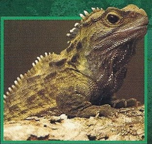 Tuatara Back Image