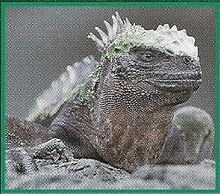 Marine Iguana 4.jpg