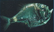 Hatchetfish Back Image