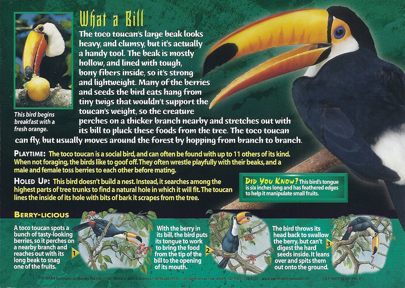 Toco Toucan | Weird n' Wild Creatures Wiki | Fandom, image size:1403x997
