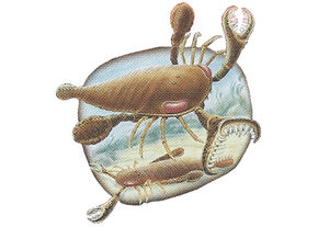 Eurypterids Back Small.jpg