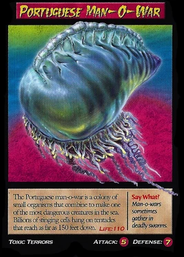 Portugese Man-O-War