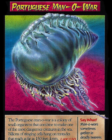 Portuguese Man O War Weird N Wild Creatures Wiki Fandom