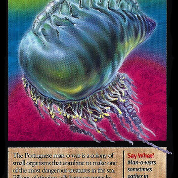 Portuguese Man O War Weird N Wild Creatures Wiki Fandom