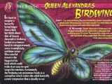 Queen Alexandra's Birdwing