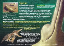 River Dolphins, Weird n' Wild Creatures Wiki