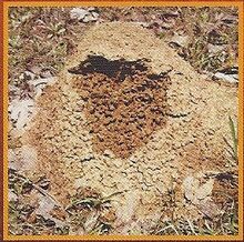 Fire Ant 1