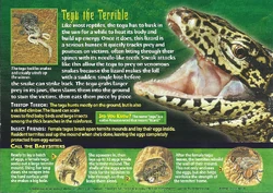 Tegu | Weird n' Wild Creatures Wiki | Fandom