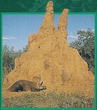 Aardvark Back Image