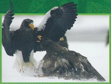 Steller's Sea Eagle Back Image