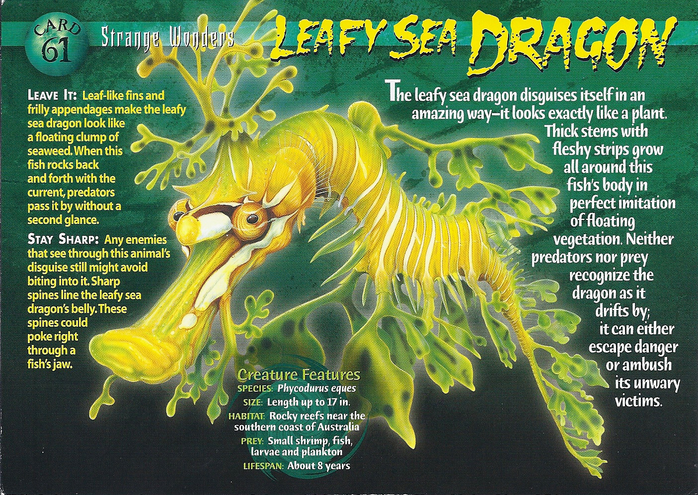Leafy Sea Dragon | Weird n' Wild Creatures Wiki | Fandom