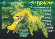 Leafy Sea Dragon front.jpg (1.38 MB) Leafy Sea Dragon
