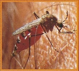 Malarial Mosquito | Weird n' Wild Creatures Wiki | Fandom