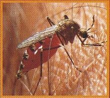 Malarial Mosquito 2