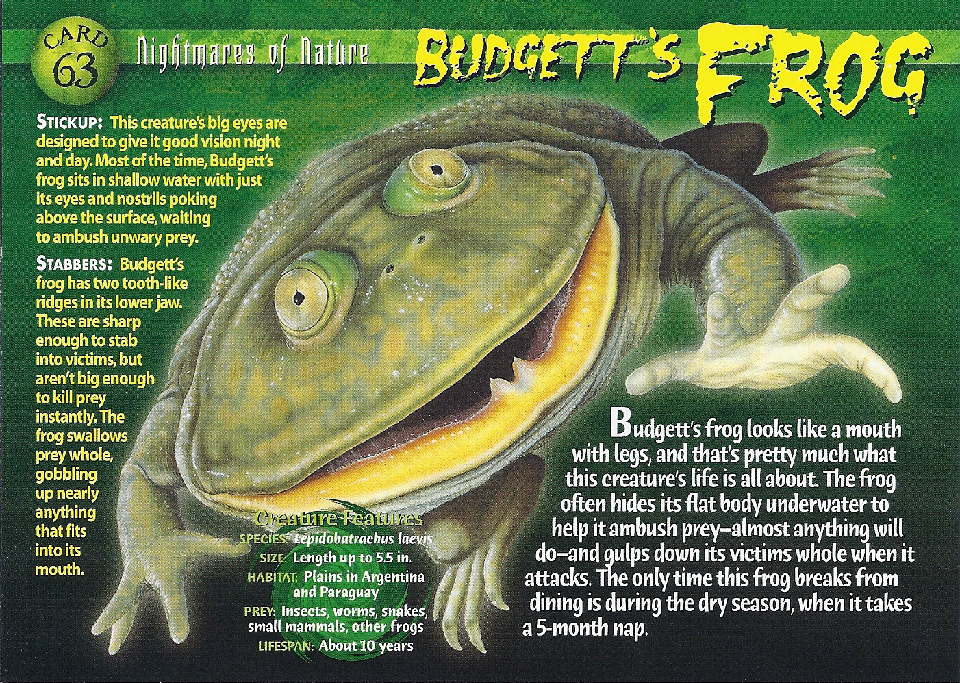 Budgett's Frog, Weird n' Wild Creatures Wiki