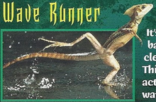 Basilisk Lizard Back Image