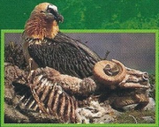 Bearded Vulture Back Image