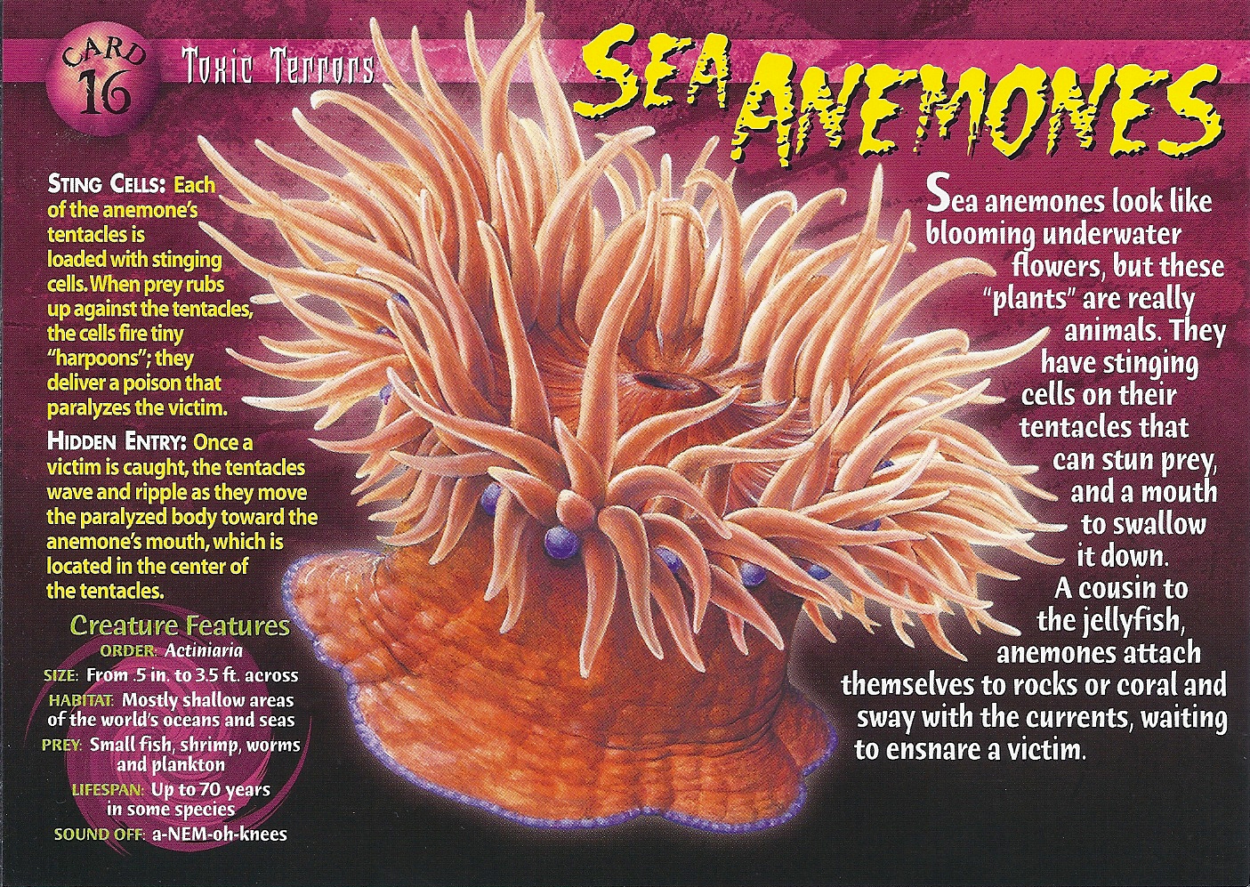Sea Anemones | Weird n' Wild Creatures Wiki | Fandom