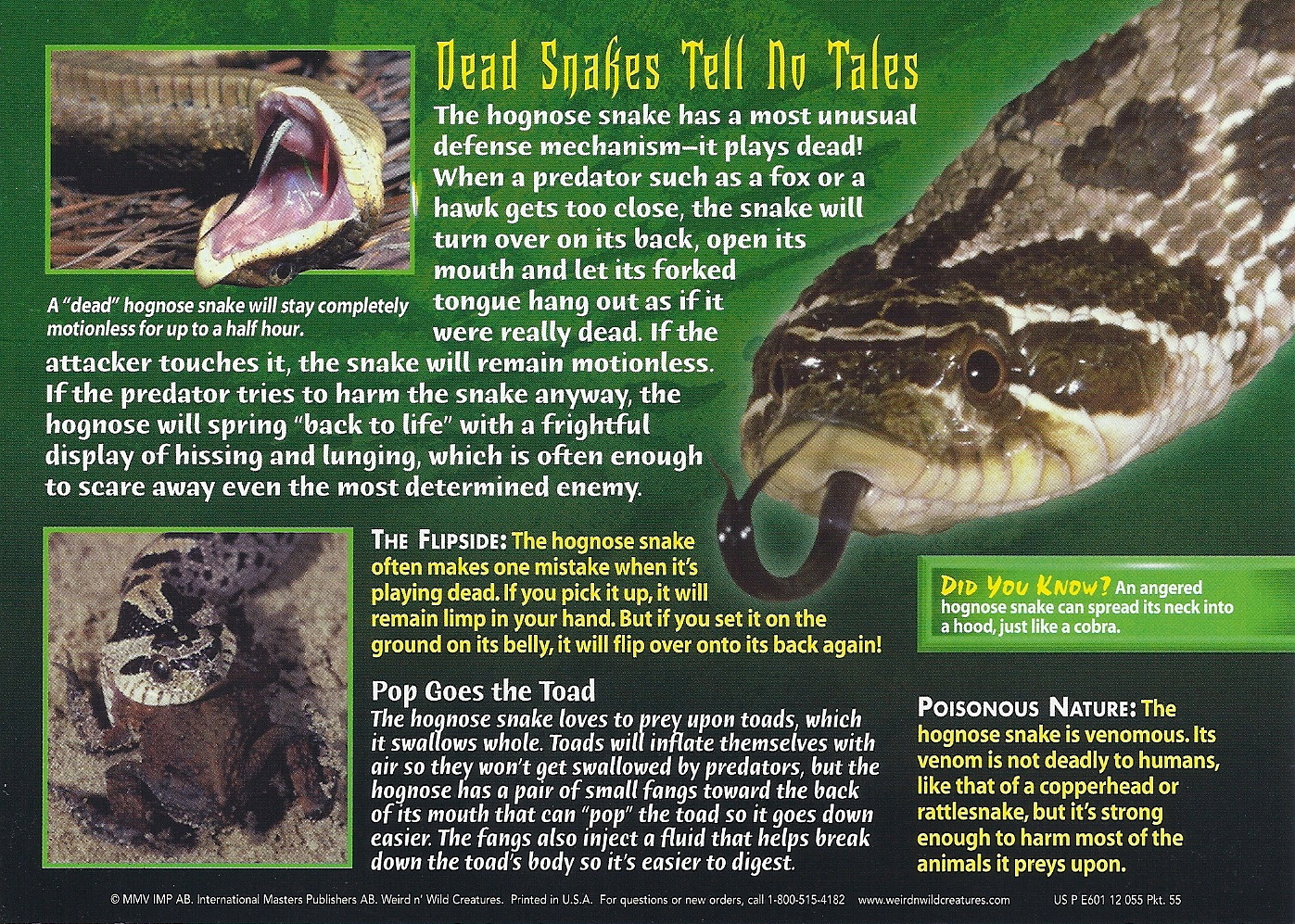 Hognose Snake, Weird n' Wild Creatures Wiki