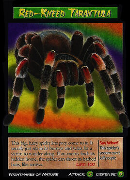 Red-Kneed Tarantula