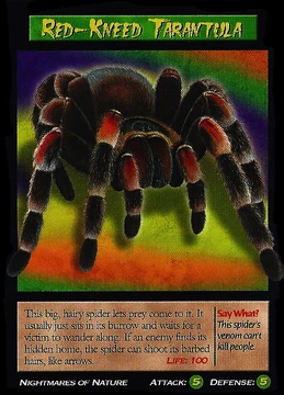 Red-Kneed Tarantula | Weird n' Wild Creatures Wiki | Fandom