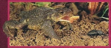 Eurasian Toad Back Image