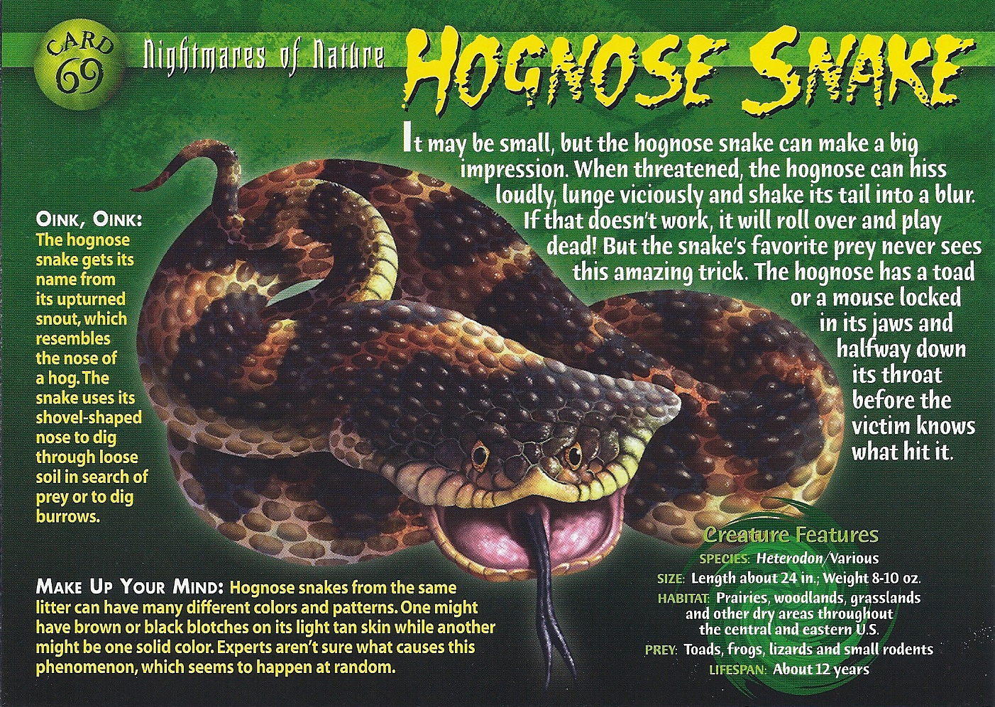 Hognose Snake, Weird n' Wild Creatures Wiki